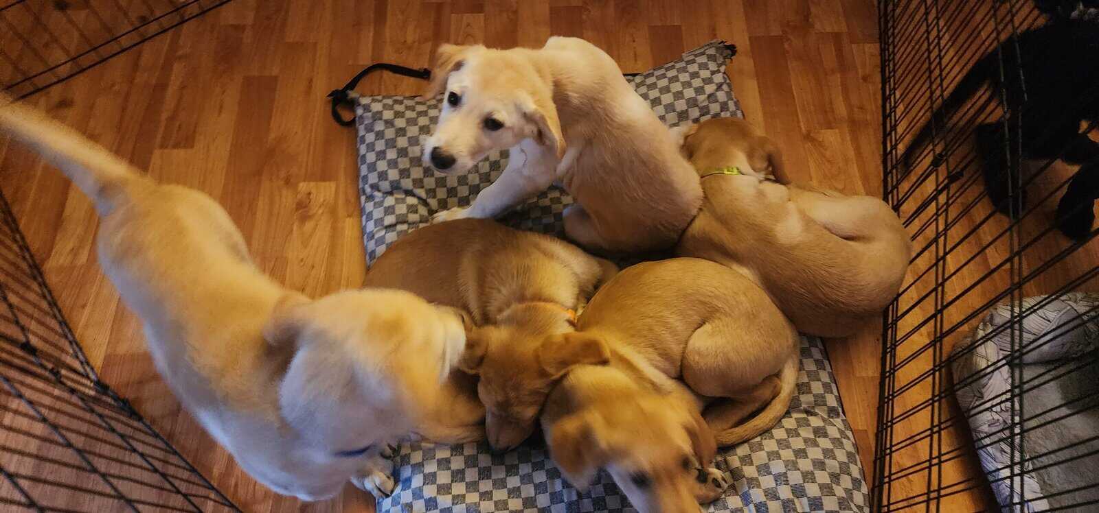 Puppies for sale image 1
