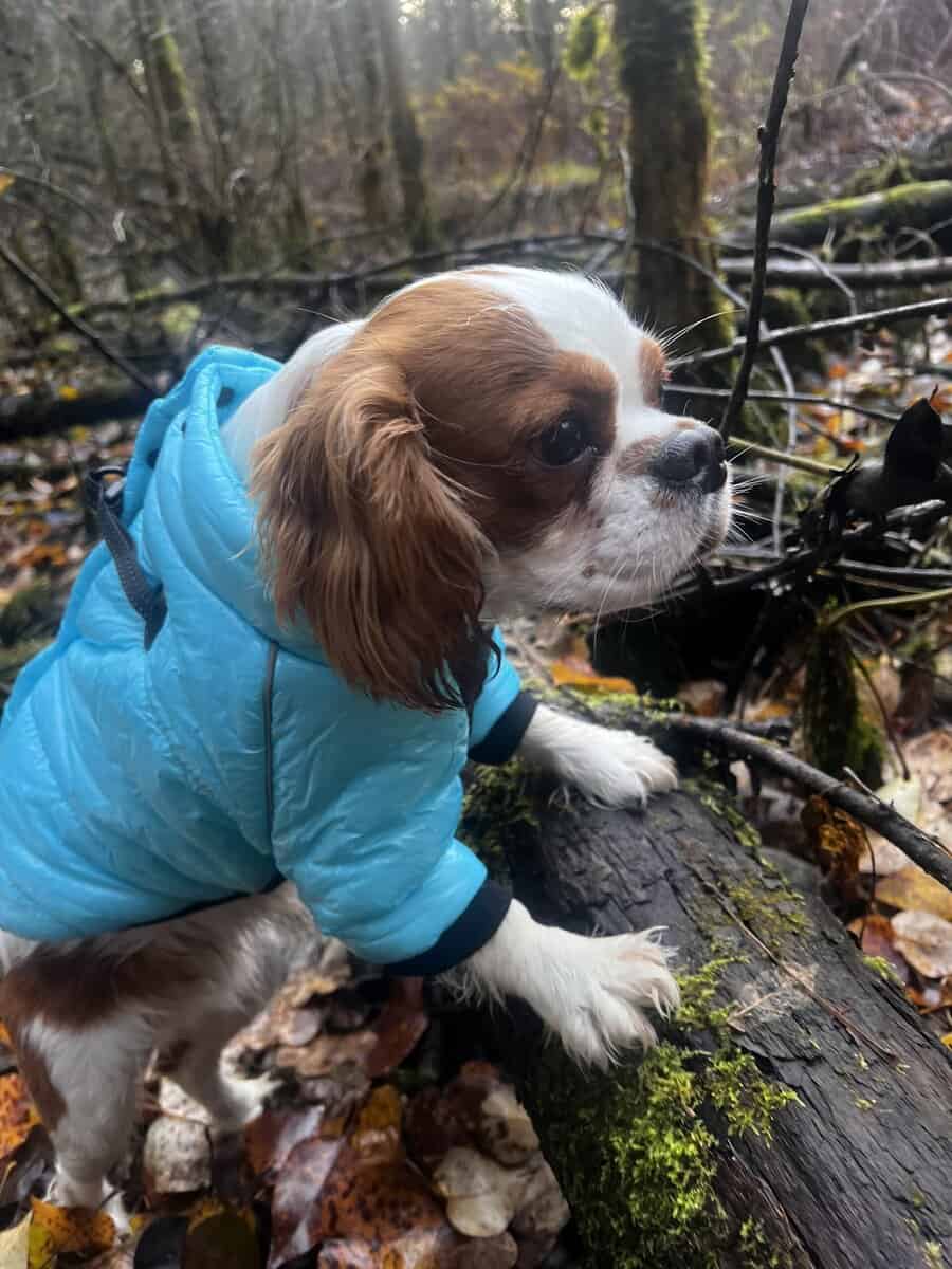 King Charles cavalier image 4