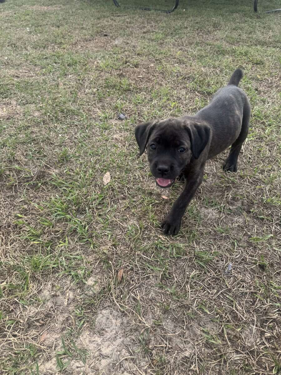 Cane Corso puppies image 15