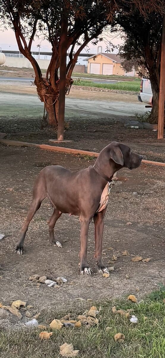 Dane puppy’s image 1