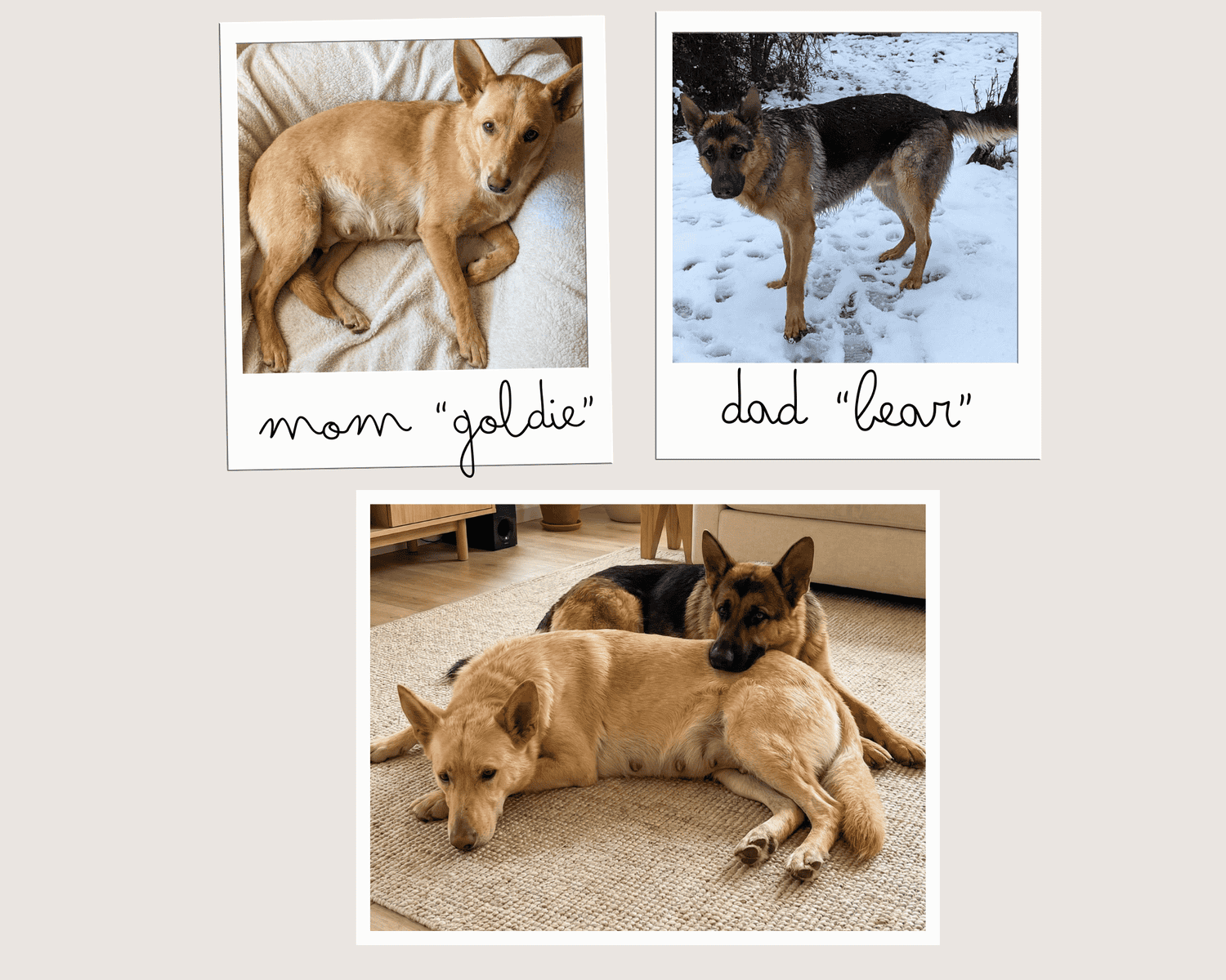 Six adorable 8-week-old German Shepherd puppies ! image 3