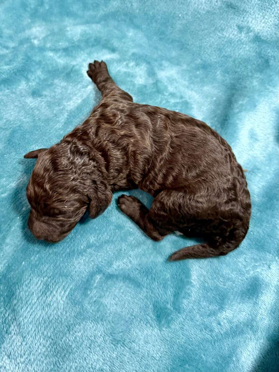 Chocolate Standard Poodle image 1