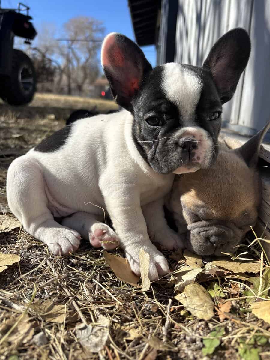 French Bulldog puppies image 3