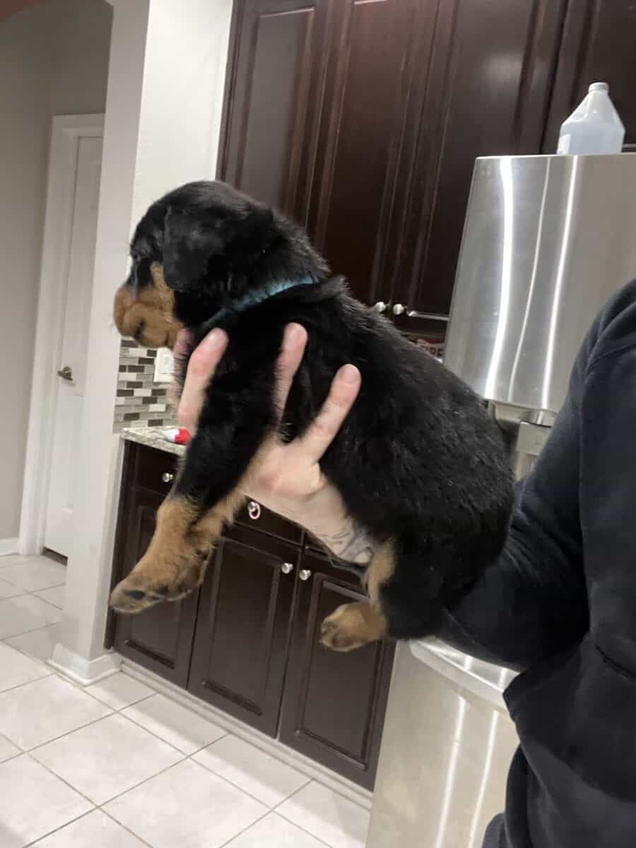 Light Blue Collar Rottweiler image 5