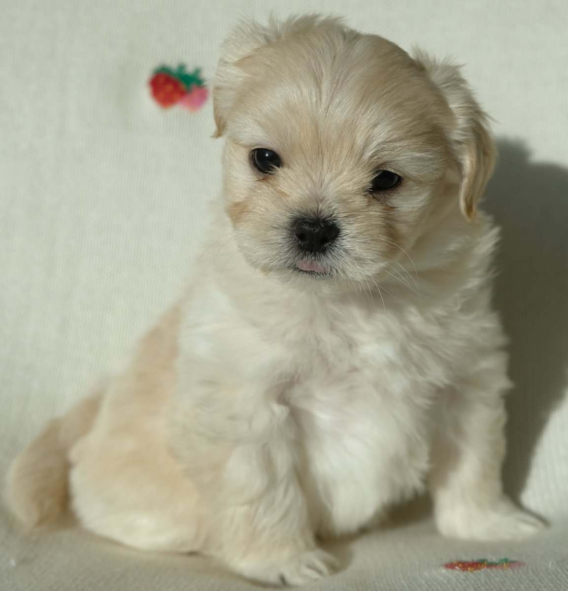 Maltese mix boy image 3