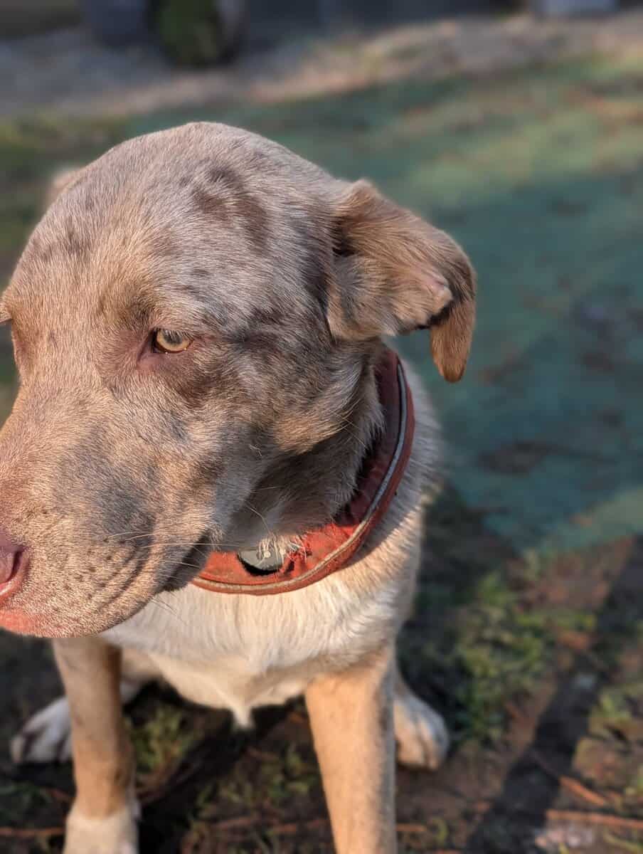 Lab & Catahoula Mix named Cobra image 3