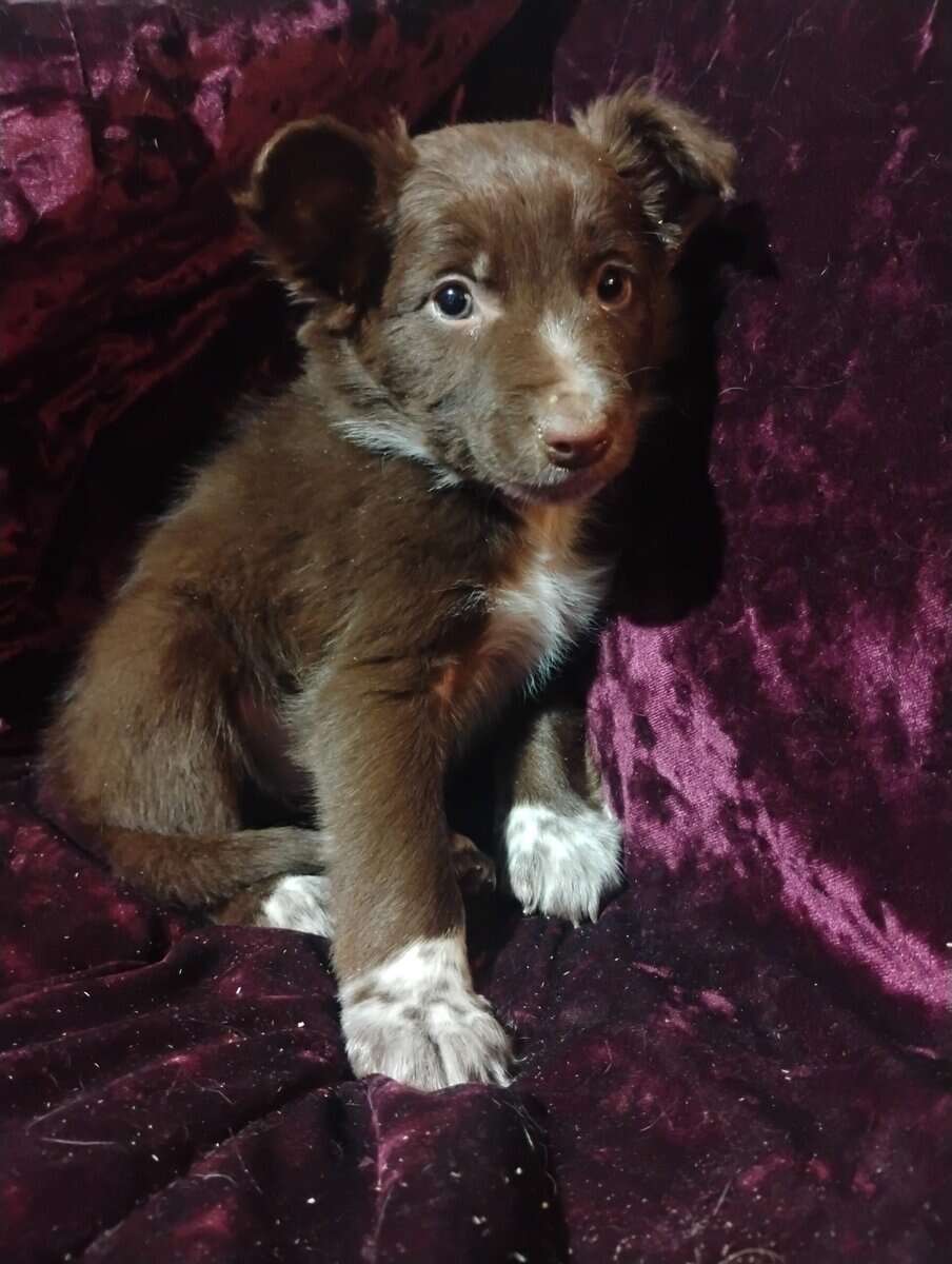 Border collie blue heelers image 1