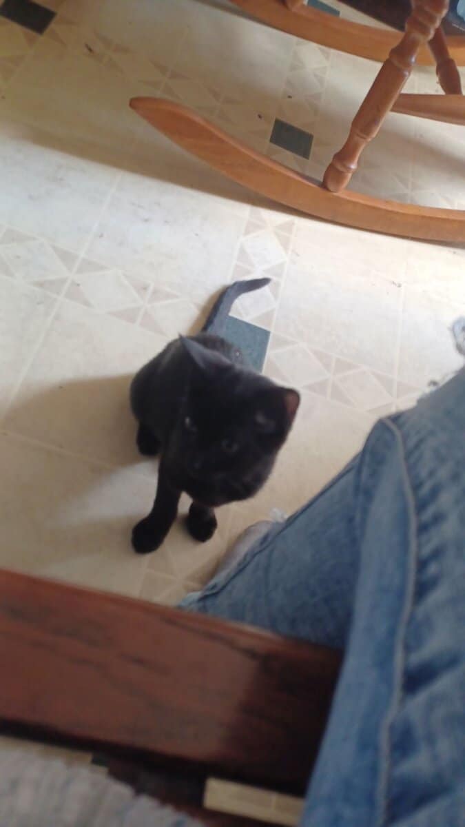 Young cat image 3