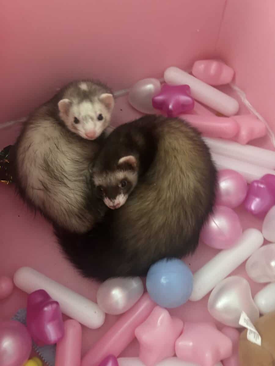 3 Sweet Ferrets For Rehoming image 1