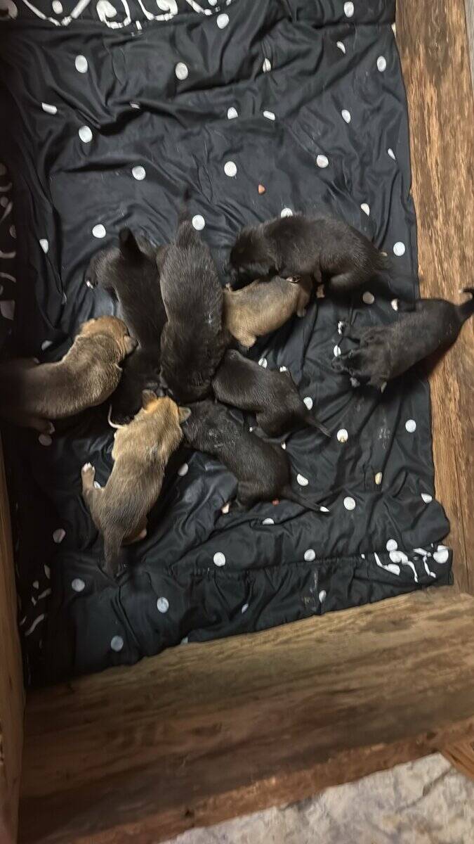 Free Puppies image 1