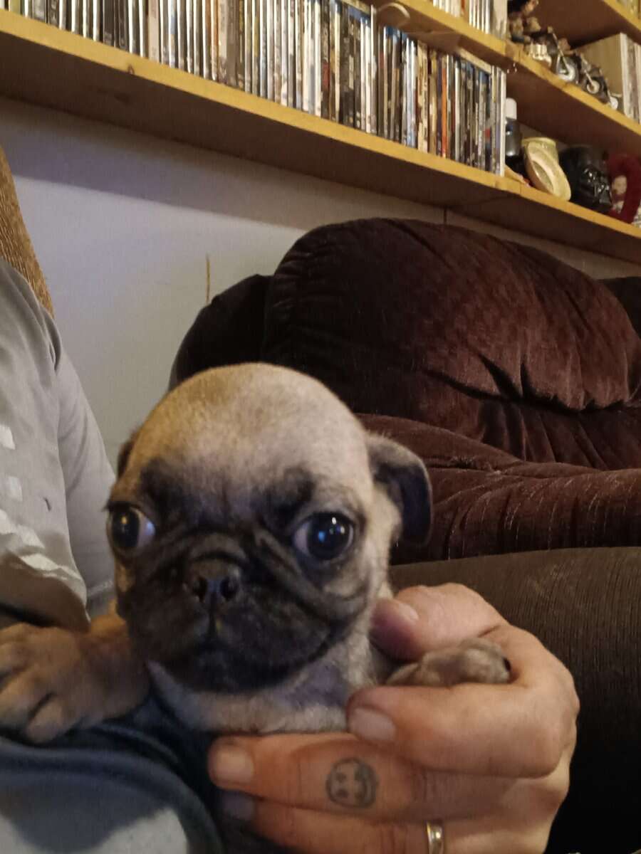 Pug puppies image 2
