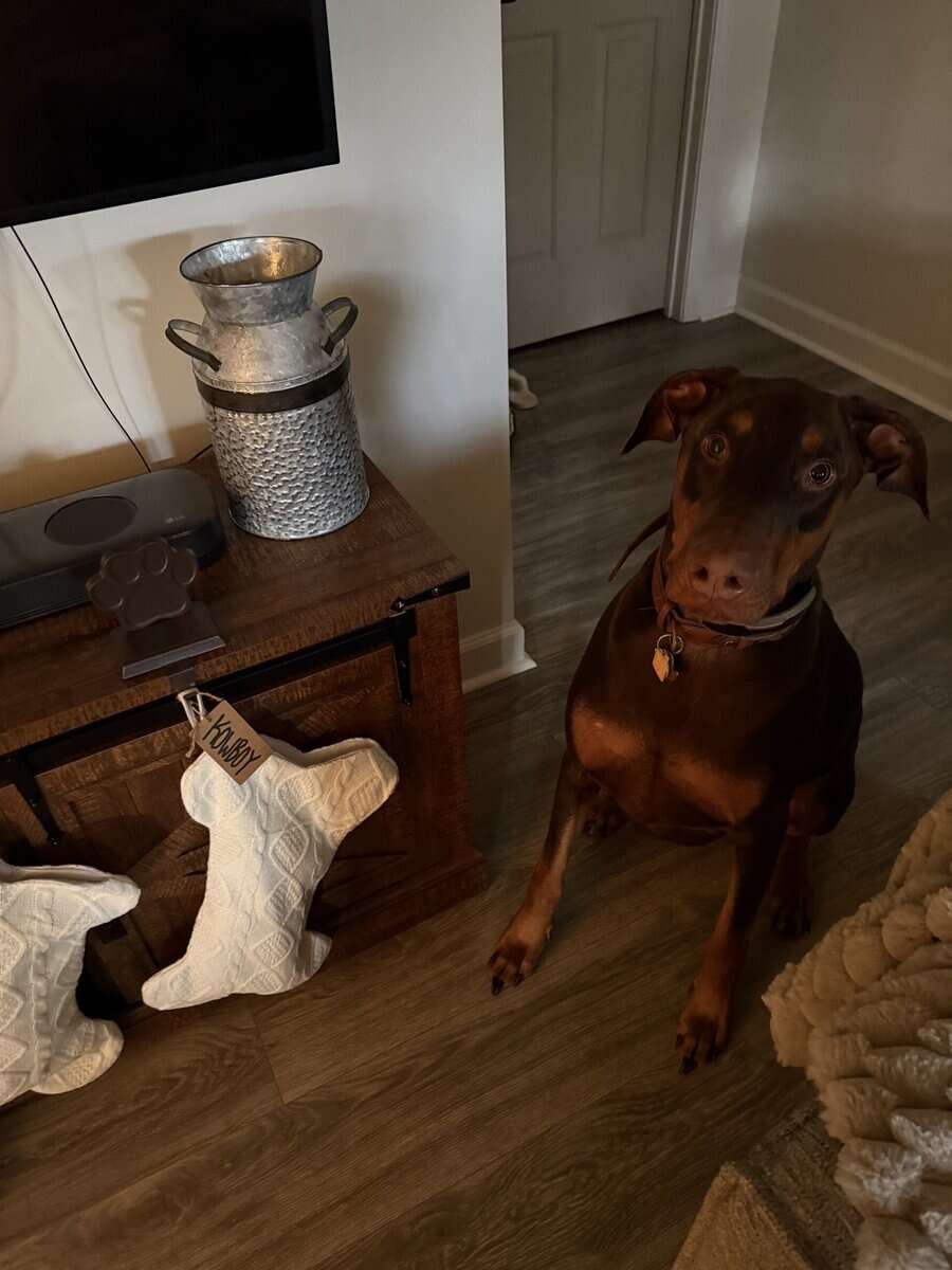Rehome sweet Doberman image 1