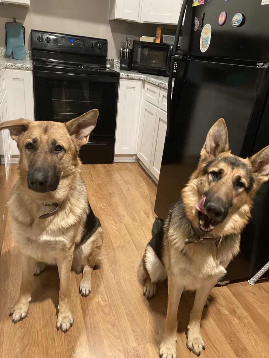 Bonded beautiful German Shepards image 1