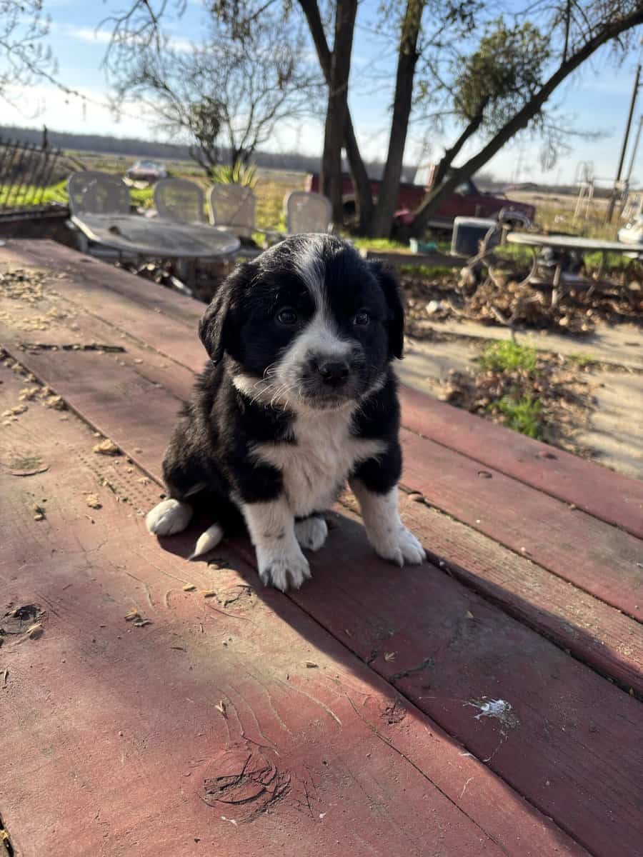 Australian Shepard/Border Collie puppies available image 7