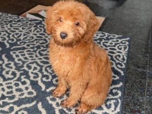 Goldendoodle for sale