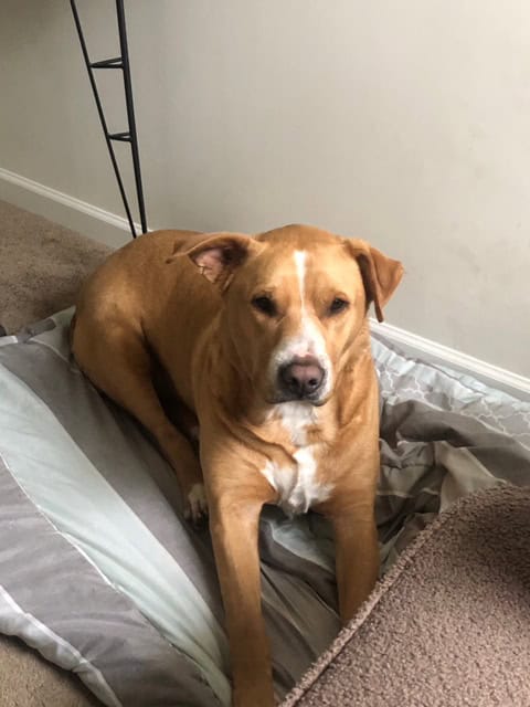 Bud - Available for Immediate Adoption image 3