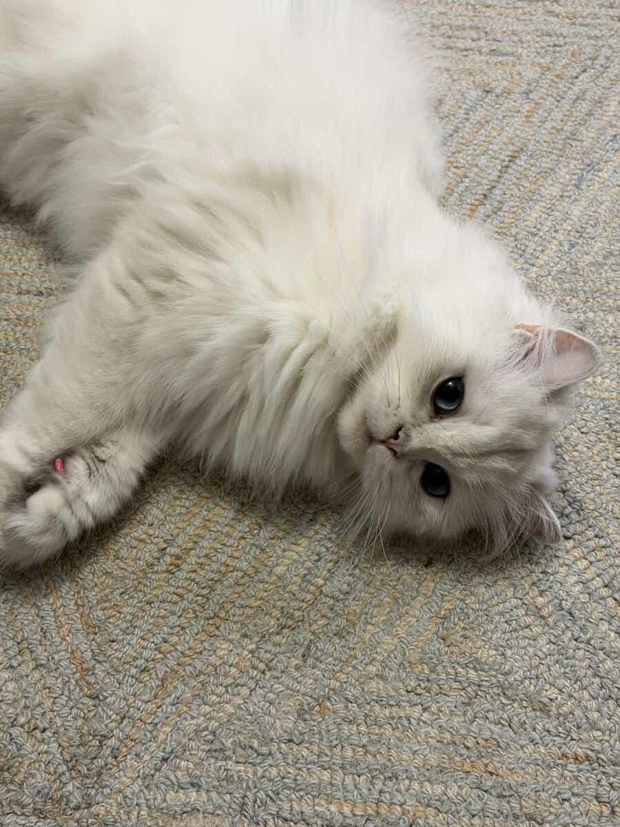 Rehoming Kitty image 2