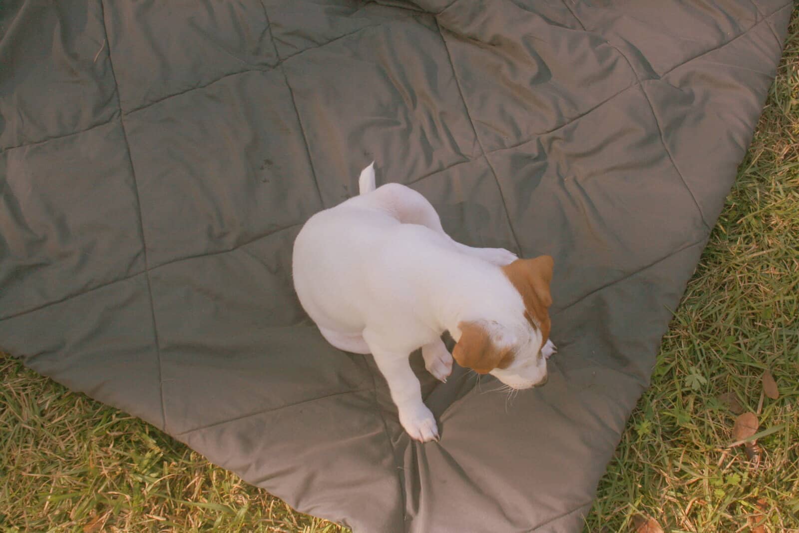Jack Russell Terrier Puppies for sale image 9