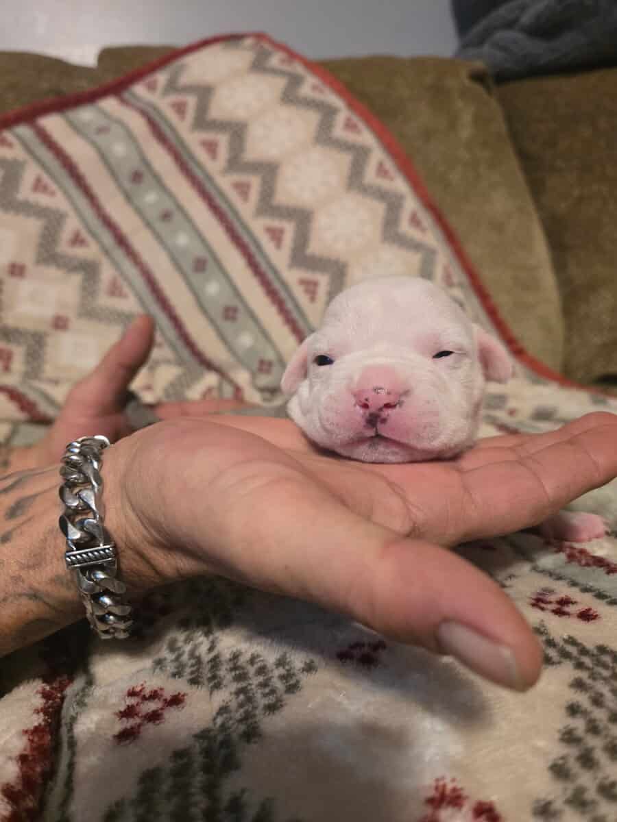 American Bully Puppies image 7