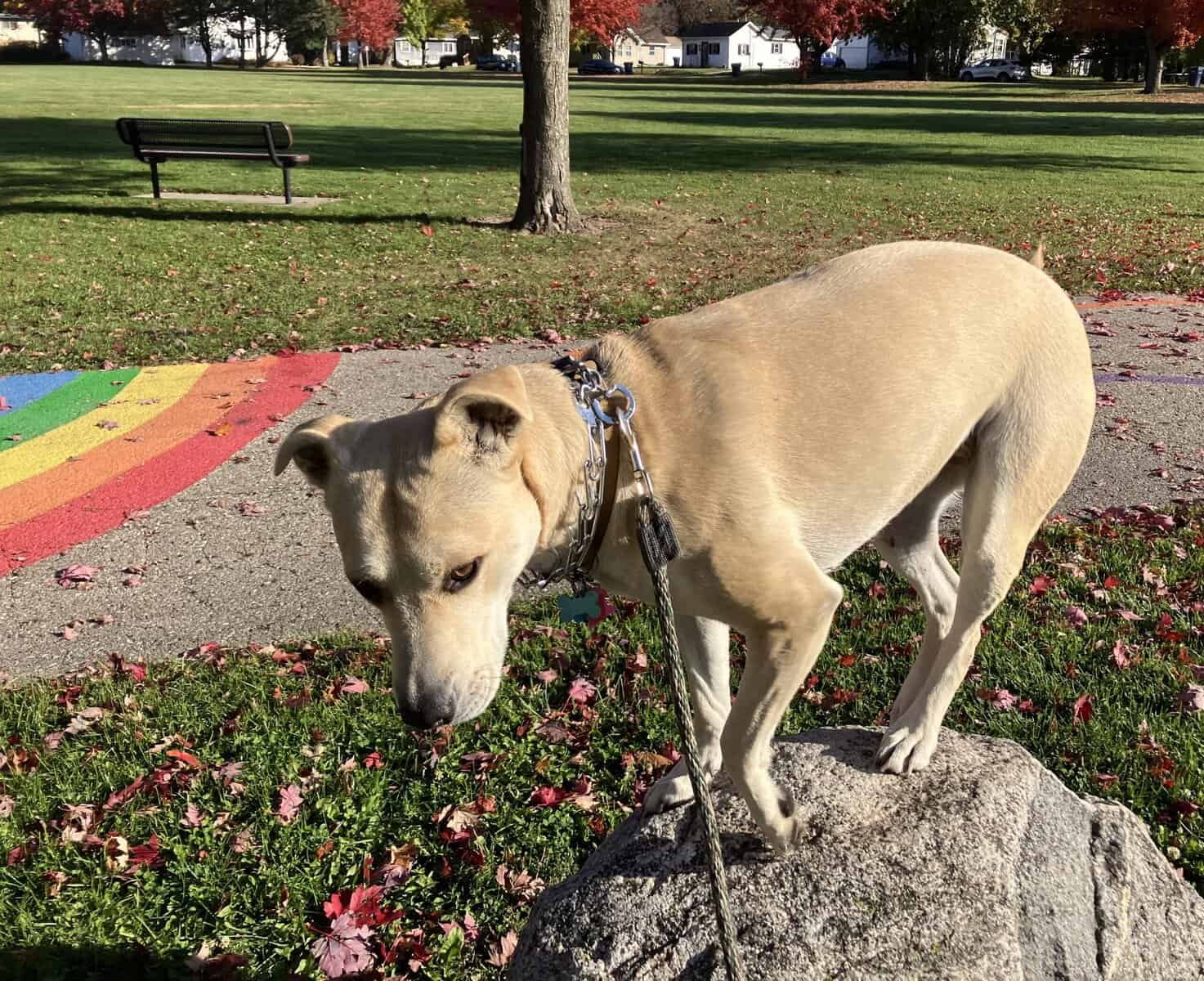 Zoey is looking for you! image 1