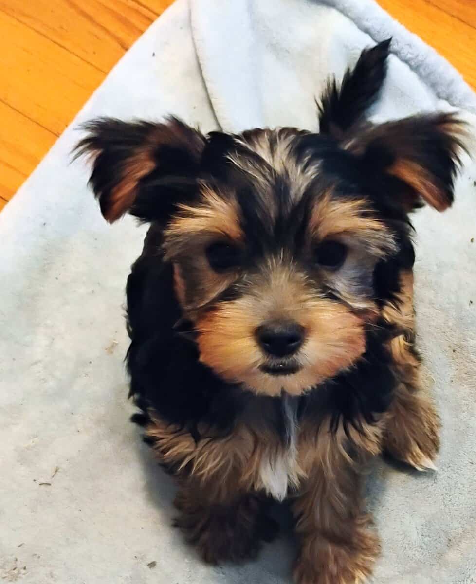 Yorkie puppy image 1