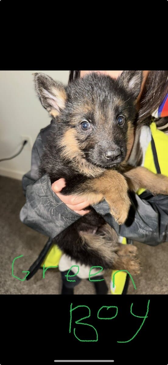 Lovable German Shepherd, puppies image 10