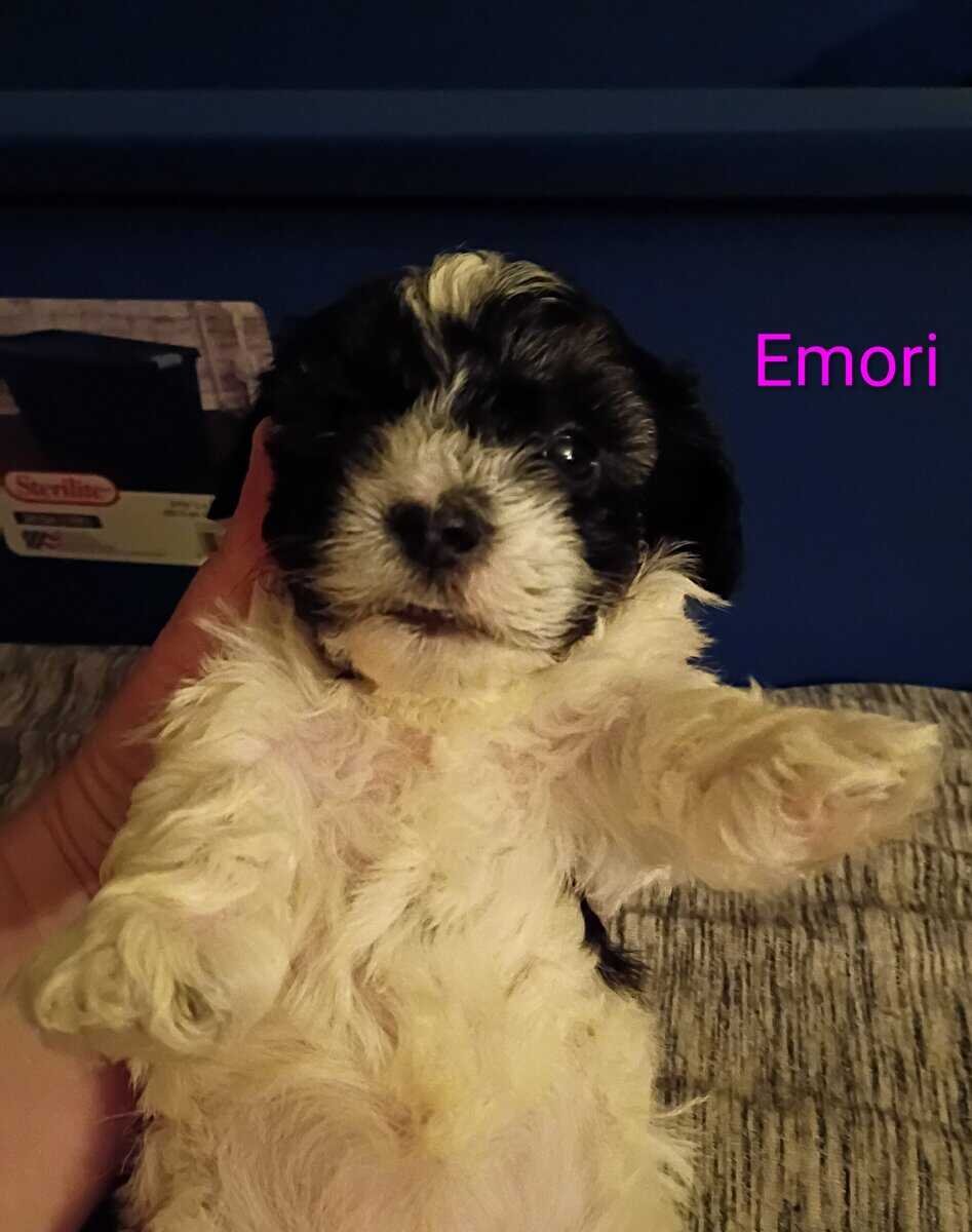 Maltipoo puppies image 5