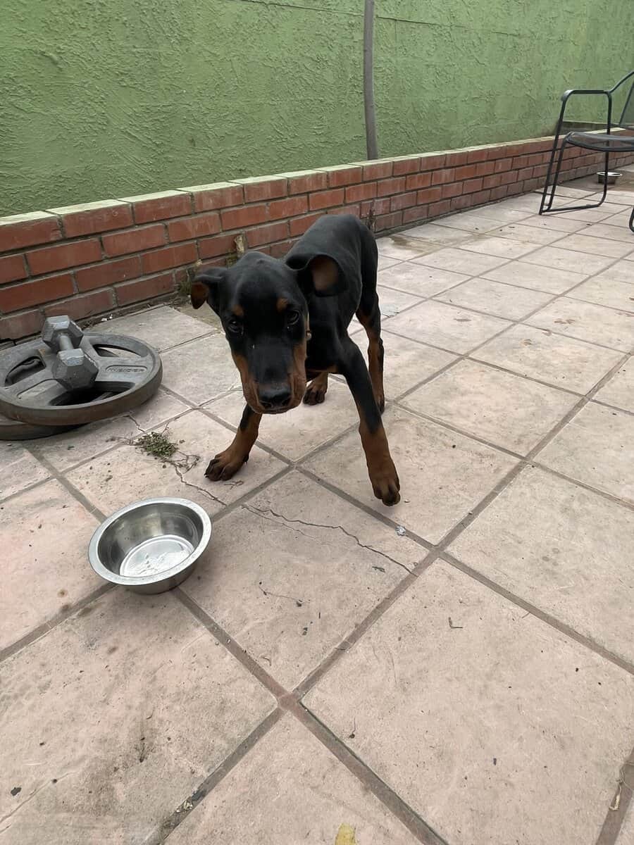 Doberman pinscher puppies image 1