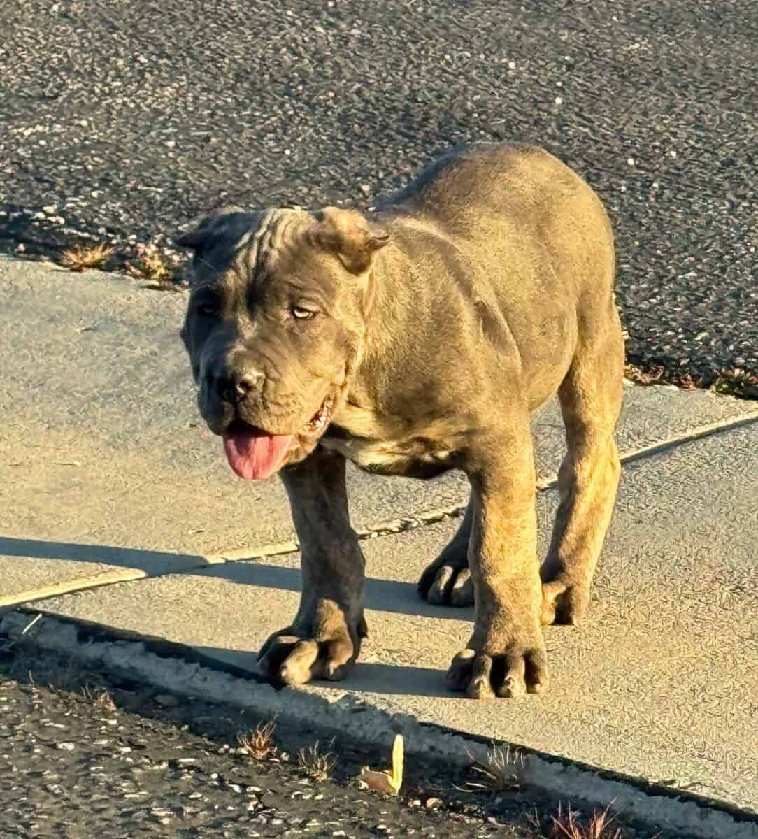 Cane Corso Pups image 9