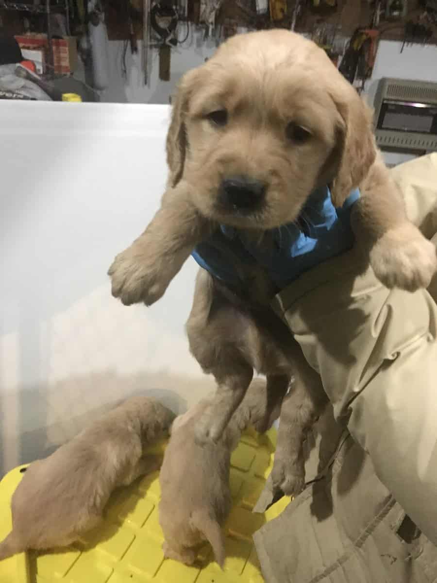Fluffy golden retriever puppies image 3