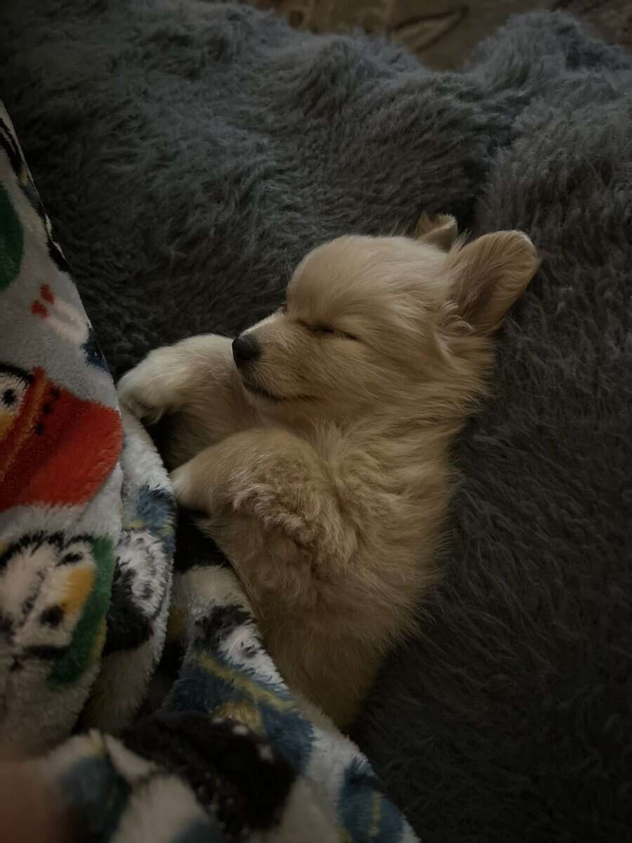 Pomeranian puppies June image 2