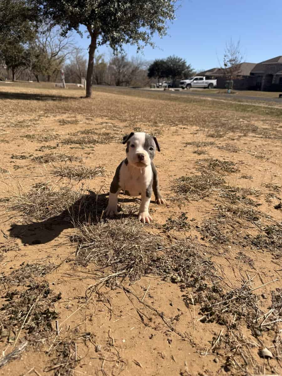 American Bullys image 14