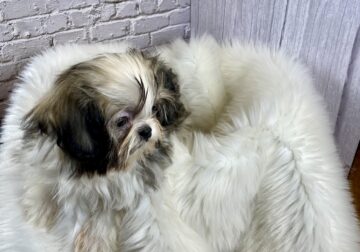 Imperial Shih Tzu Male