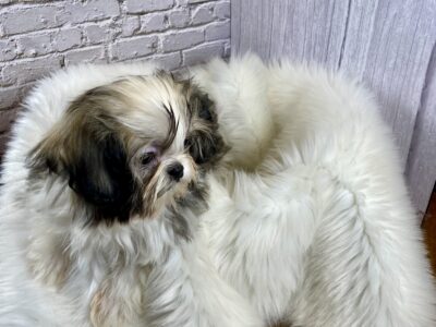 Imperial Shih Tzu Male