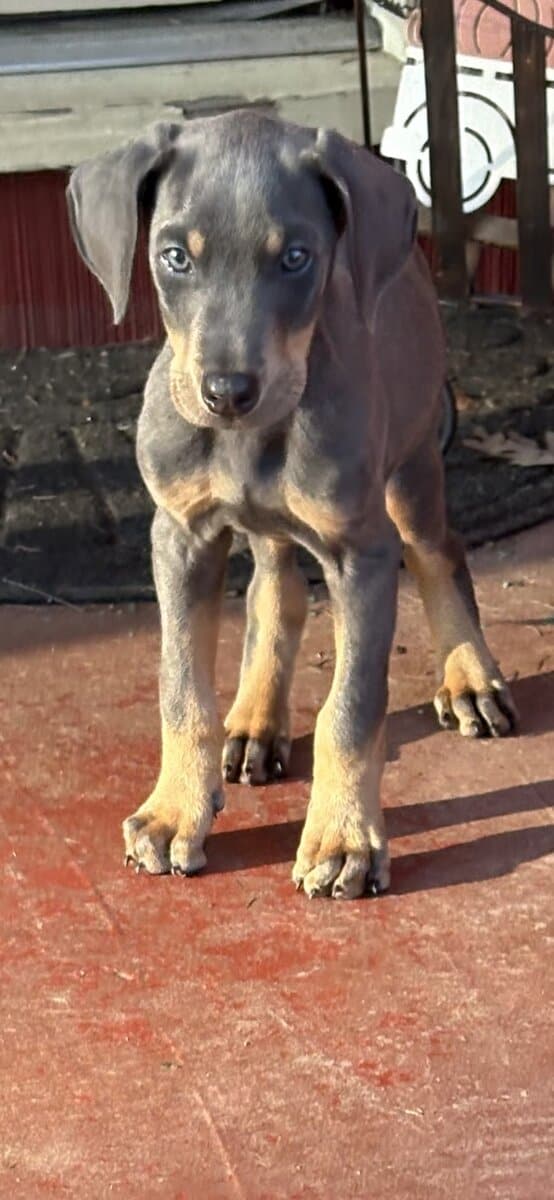 Doberman puppy male image 1