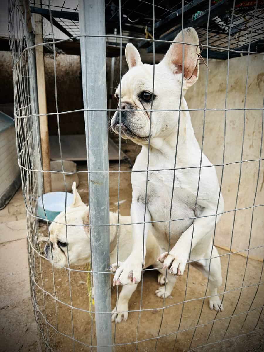 2 White Frenchies for Sale image 5