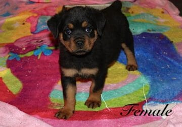 German Rottweiler Babies