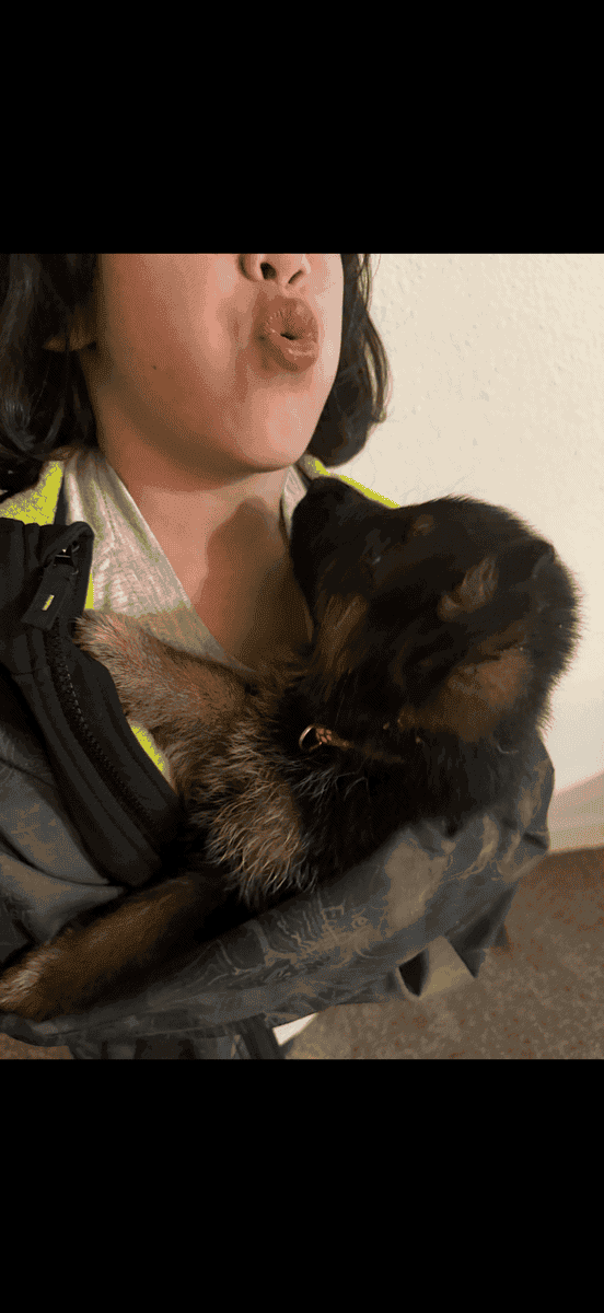 AKC German Shepherd puppies image 7