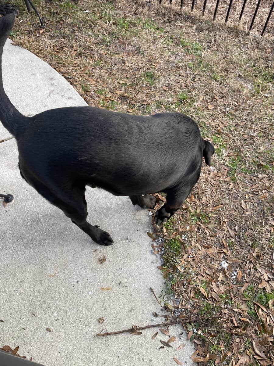 GIBBY!!!!! image 7