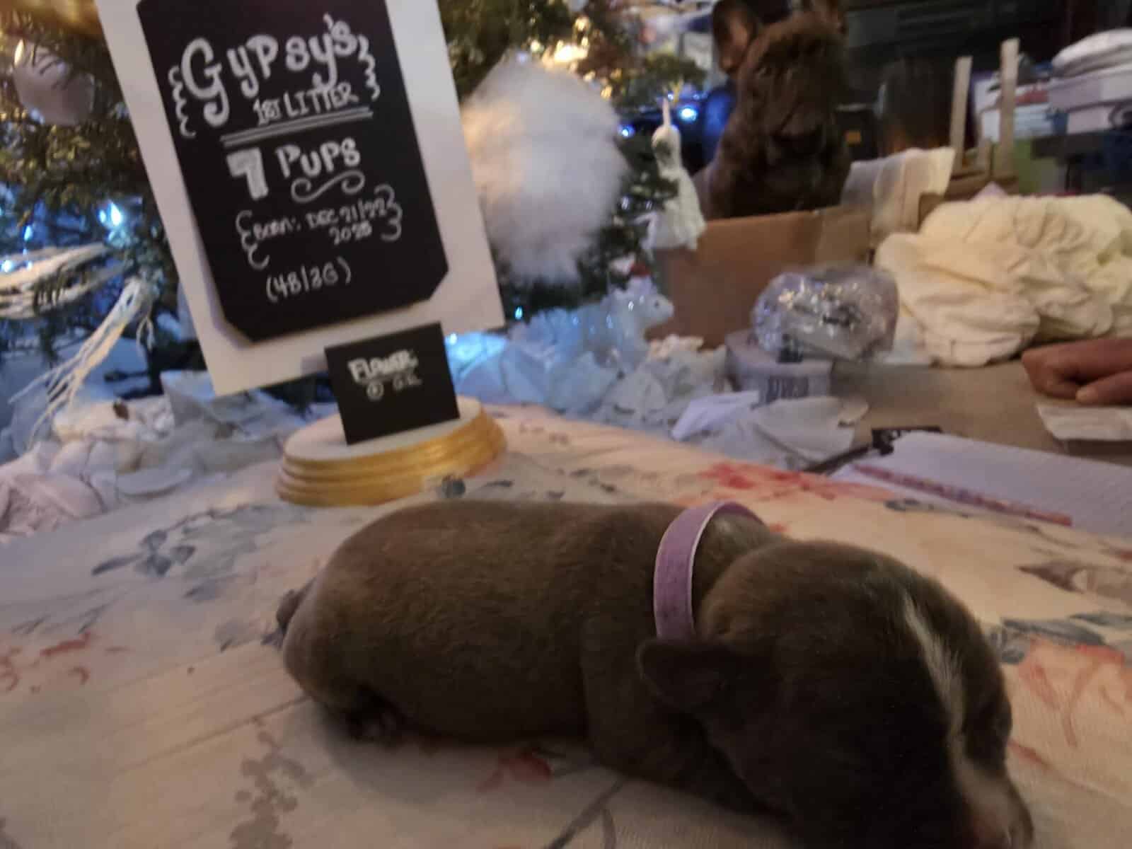 Gypsy's Frenchie puppies image 7