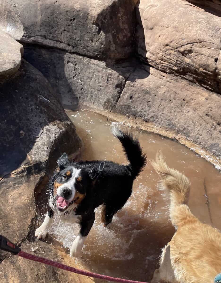 PURE BRED BERNESE MOUNTAIN DOG image 4