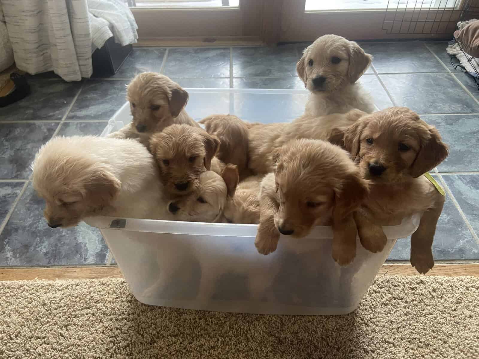 F1B Goldendoodle puppies (4 weeks old)Cadillac MI image 8