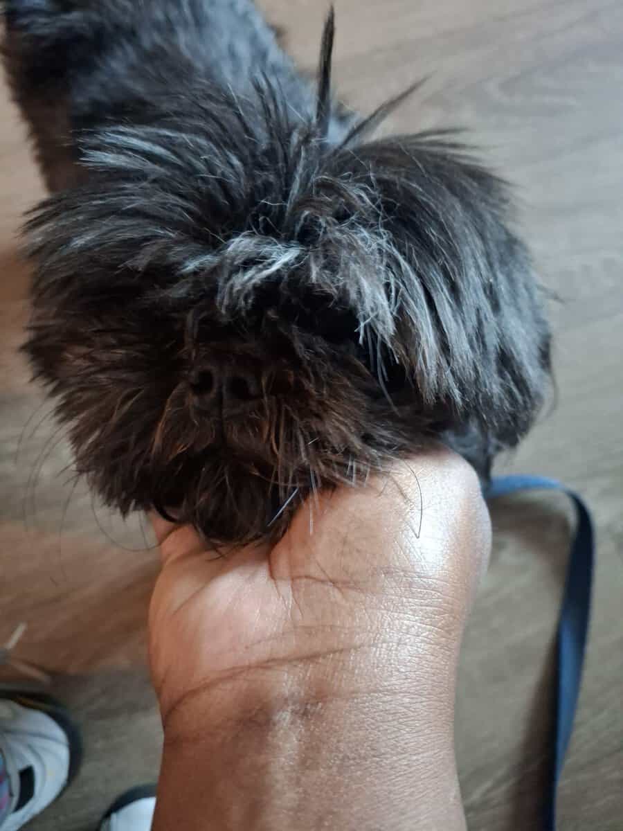 Need to Rehome Asap image 1