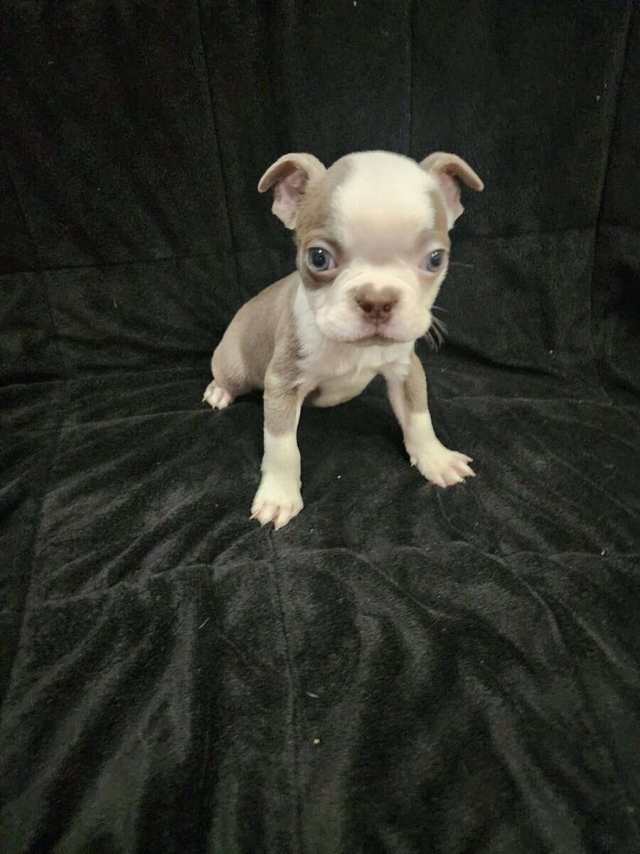Boston Terrier male image 3