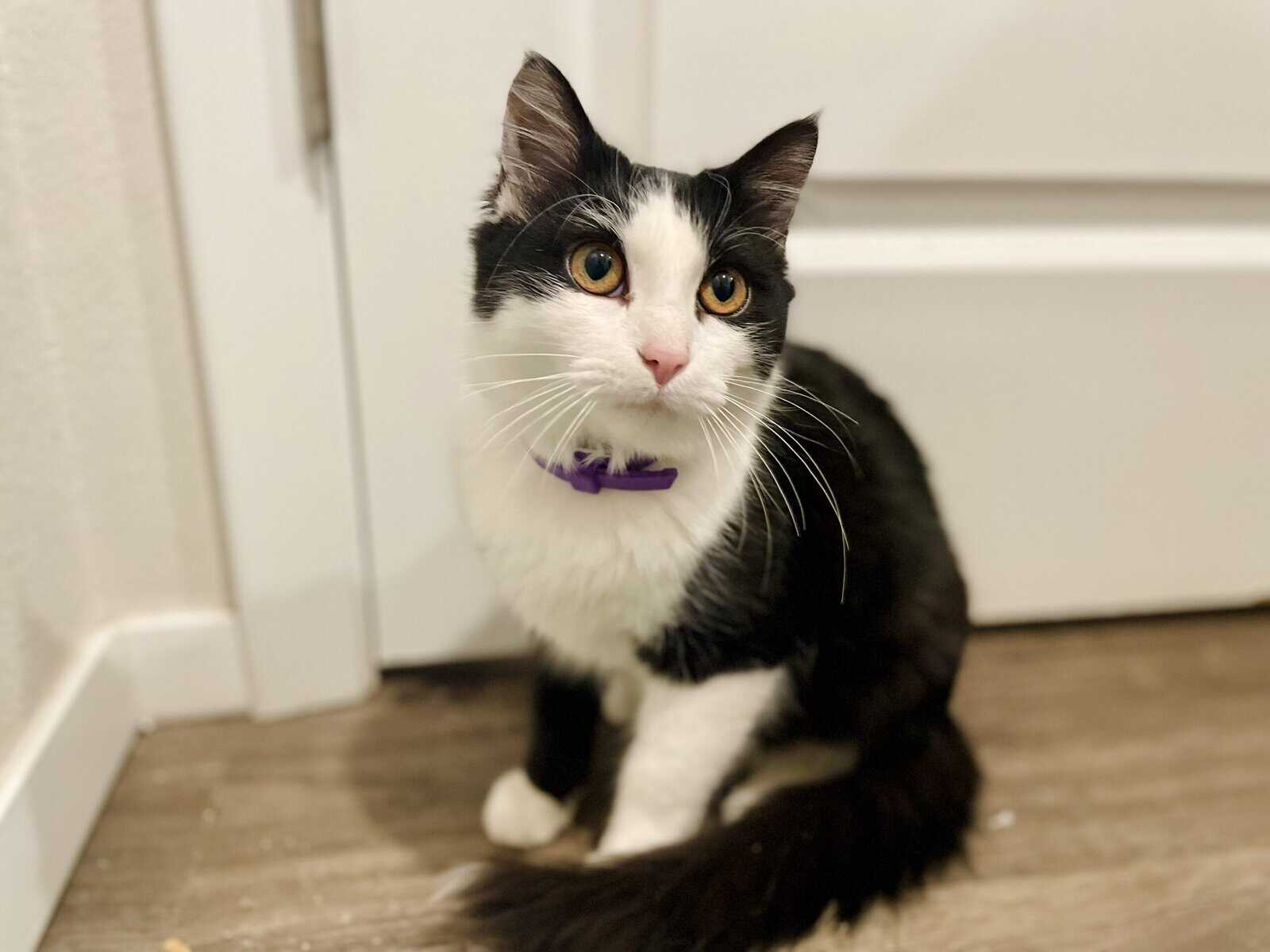Code The Tuxedo Fluffy Domestic Kitten image 1