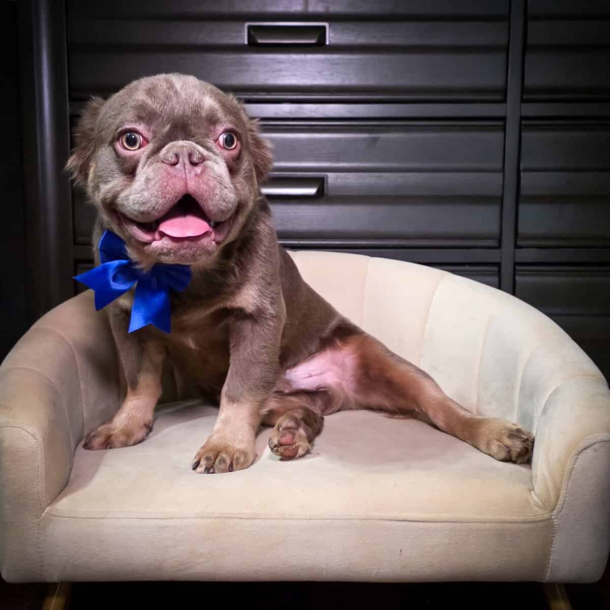 7 mos. Male Fluffy French Bulldog Puppy - Chewy image 1