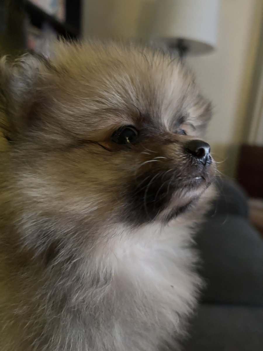 Pomeranian puppy image 4