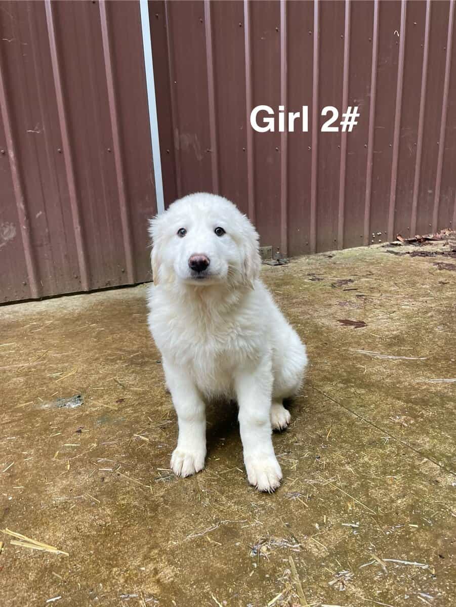 Great Pyrenees puppies image 9