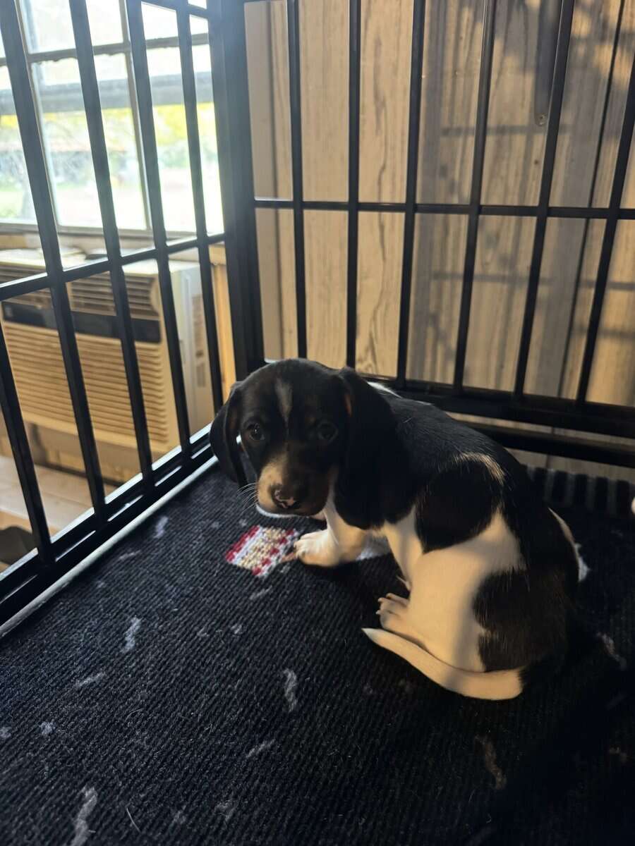 Puppy image 2
