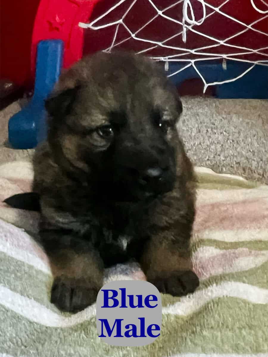 Black and Sable German Shepherd Puppies image 8